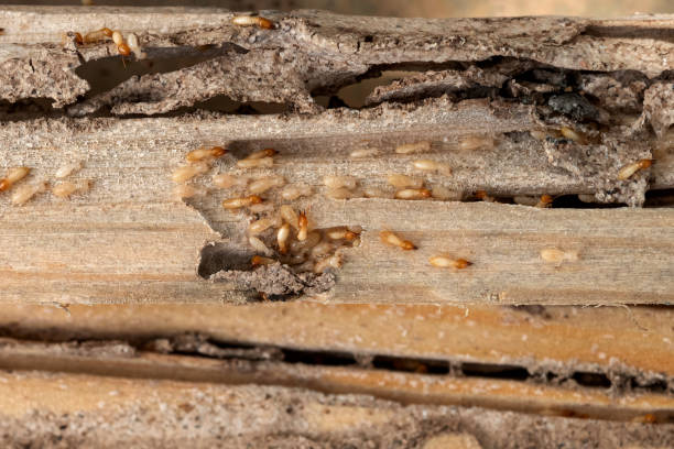 Best Exterminator Services  in Etna, PA